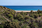 The famous palm beach at Vai, Eastern Crete 